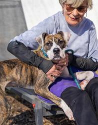 Shelter Stray Female Dog last seen Near Cress Way Drive, Decatur, GA, 30034, 30034, GA, 3280 Chamblee Dunwoody Rd, Chamblee, GA 30341, USA