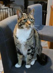 Reunited Male Cat last seen Willow Run St. Cottage Grove (Behind Stoddards), Cottage Grove, WI 53527