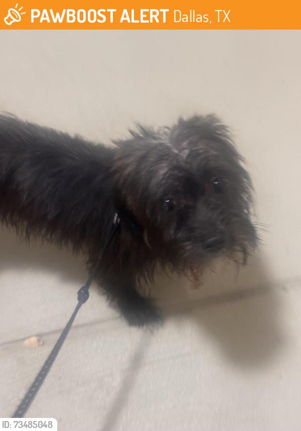 Found/Stray Male Dog last seen Dallas Parkway, Dallas, TX 75287