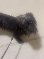 Found/Stray Male Dog last seen Dallas Parkway, Dallas, TX 75287