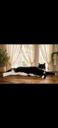 Lost Male Cat last seen Stonebridge, Crestview, FL 32539