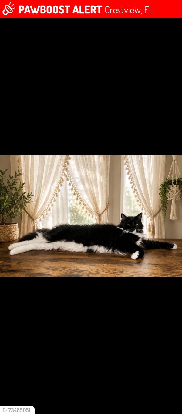 Lost Male Cat last seen Stonebridge, Crestview, FL 32539