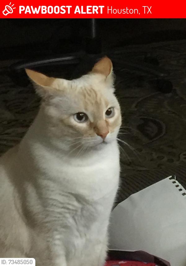 Lost Female Cat last seen University Green Townhomes, Houston, TX 77058