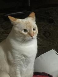 Lost Female Cat last seen University Green Townhomes, Houston, TX 77058
