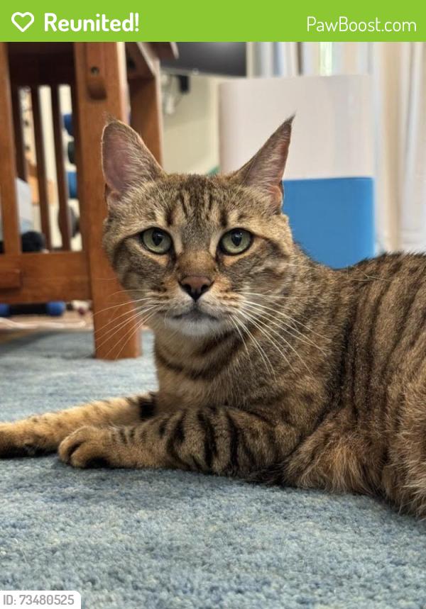 Reunited Female Cat last seen South Rose Hill Between the High School at 116th, Kirkland, WA 98033