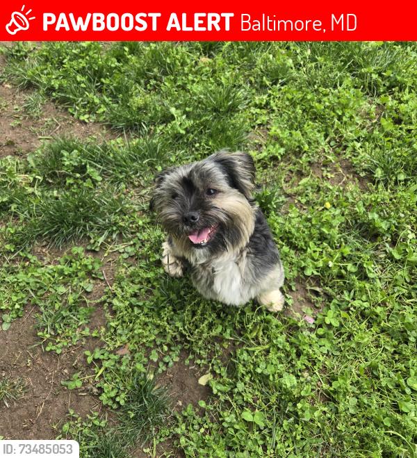 Lost Male Dog last seen N. Bentalou Street and W. Lafayette Avenue, Baltimore, MD 21216