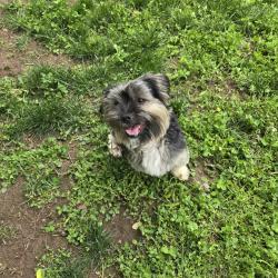 Lost Male Dog last seen N. Bentalou Street and W. Lafayette Avenue, Baltimore, MD 21216