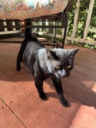 Found/Stray Female Cat last seen Meadow Vista loop, Buckhorn, CA 95666