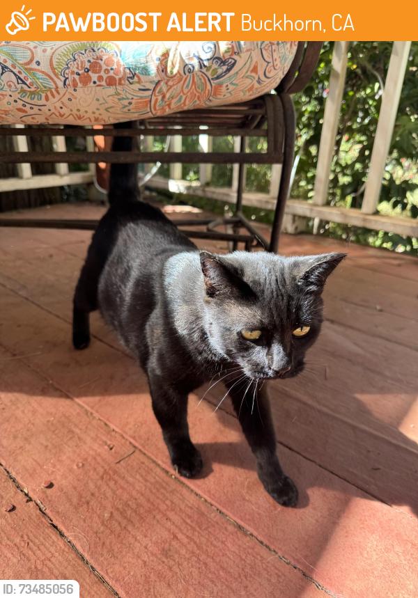 Found/Stray Female Cat last seen Meadow Vista loop, Buckhorn, CA 95666
