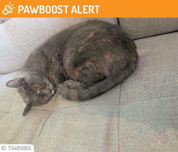 Found/Stray Unknown Cat last seen in my apmt, Telford and Wrekin, England 