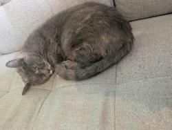 Found/Stray Unknown Cat last seen in my apmt, Telford and Wrekin, England 