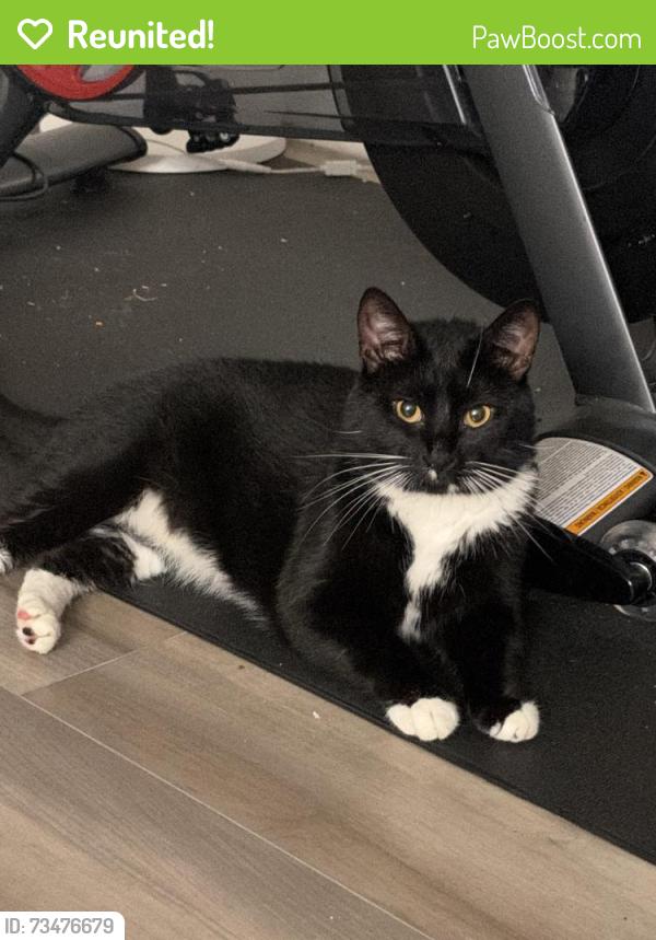 Reunited Male Cat last seen Bailey Glenn Subdivision, Covington, GA 30016