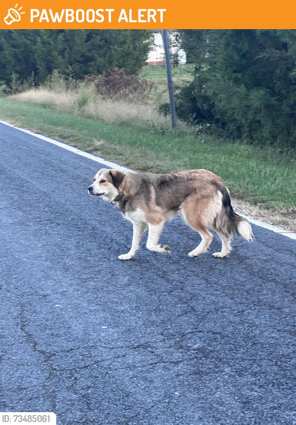 Found/Stray Unknown Dog last seen Center Cross Church Rd, Randolph County, NC 27205
