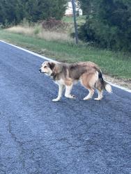Found/Stray Unknown Dog last seen Center Cross Church Rd, Randolph County, NC 27205