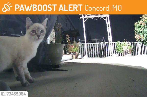 Found/Stray Unknown Cat last seen Town Centre and ambs road, Concord, MO 63128