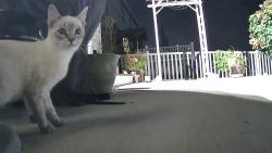 Found/Stray Unknown Cat last seen Town Centre and ambs road, Concord, MO 63128