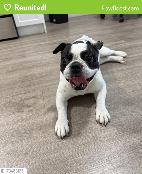 Reunited Male Dog last seen Near Crystal Lake Drive, Deerfield Beach, Pompano Beach, FL 33064