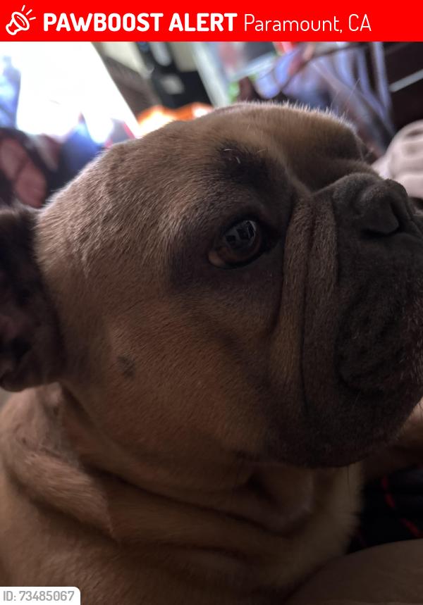 Lost Male Dog last seen Madison st and virginia, Paramount, CA 90723