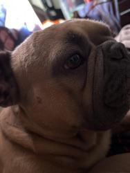 Lost Male Dog last seen Madison st and virginia, Paramount, CA 90723
