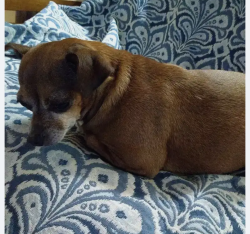 Reunited Female Dog last seen Goodman dr +41, Spring Hill, FL 34610