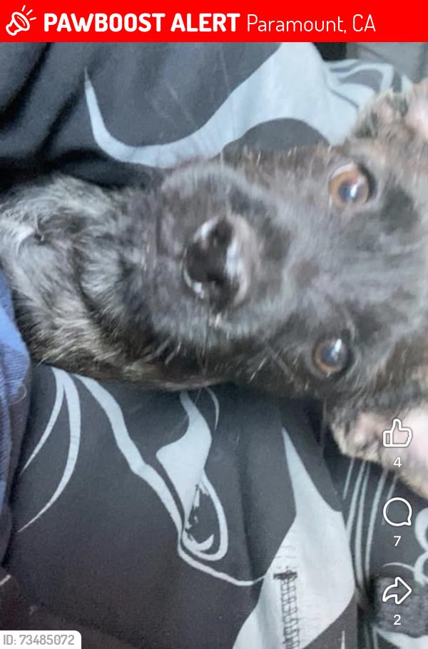 Lost Male Dog last seen Virginia madison street paramount, Paramount, CA 90723