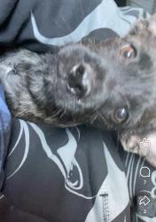 Lost Male Dog last seen Virginia madison street paramount, Paramount, CA 90723