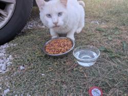 Found/Stray Unknown Cat last seen keating st and 4th st, Shipman, IL 62685