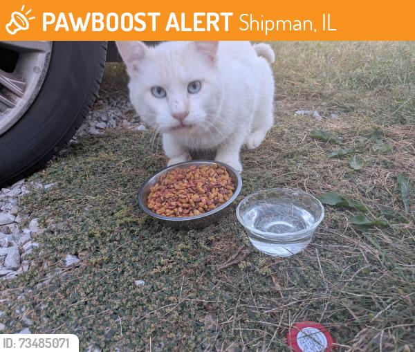 Found/Stray Unknown Cat last seen keating st and 4th st, Shipman, IL 62685