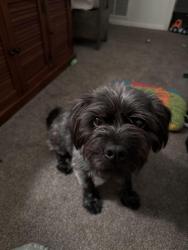 Lost Male Dog last seen Speeks dr, Midlothian, VA 23112