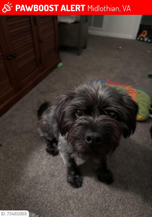 Lost Male Dog last seen Speeks dr, Midlothian, VA 23112