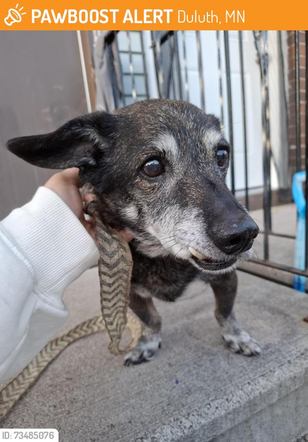 Found/Stray Male Dog last seen Near n 7th ave e duluth mn 55805, Duluth, MN 55805
