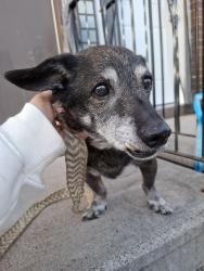 Found/Stray Male Dog last seen Near n 7th ave e duluth mn 55805, Duluth, MN 55805