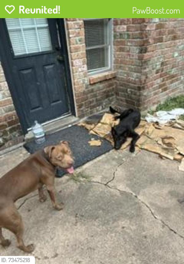 Reunited Male Dog last seen homebriar court, Missouri City, TX 77489