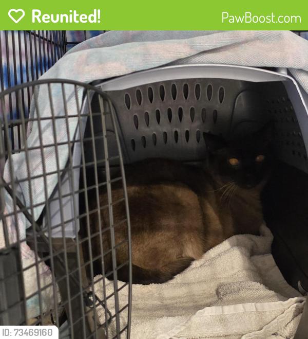 Reunited Male Cat last seen Sylvester court and Merrits Path, Rocky Point, NY 11778