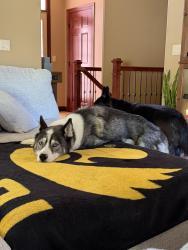 Lost Female Dog last seen East 57th Street & South Bahnson Avenue, Sioux Falls, SD, USA, Sioux Falls, SD 57103