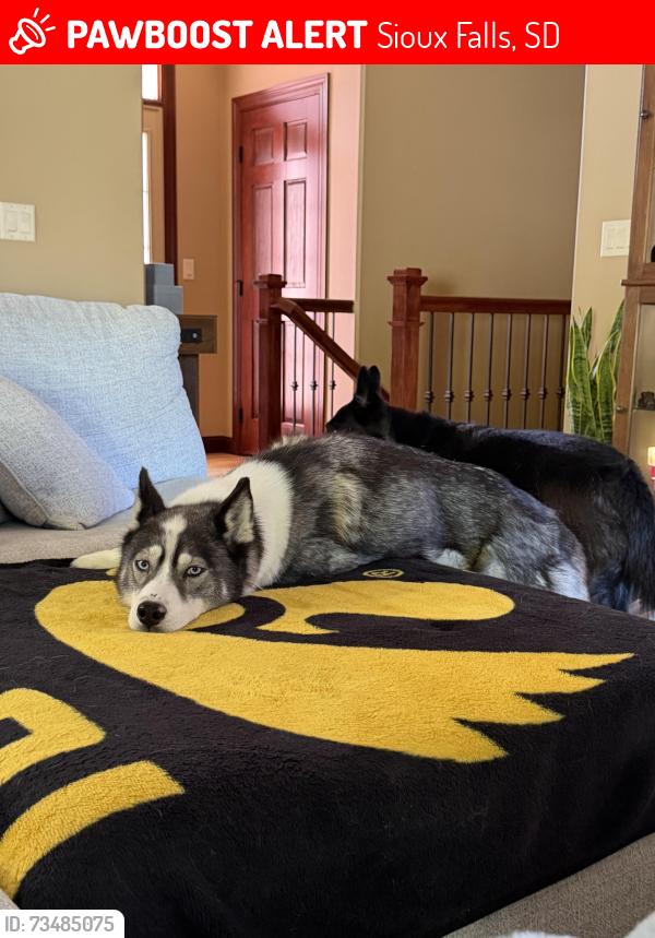Lost Female Dog last seen East 57th Street & South Bahnson Avenue, Sioux Falls, SD, USA, Sioux Falls, SD 57103