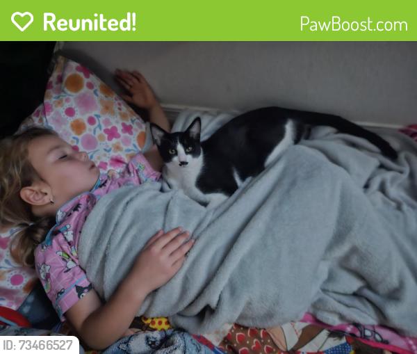 Reunited Male Cat last seen Johnson Bend, Weatherford, TX 76086