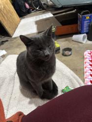Found/Stray Unknown Cat last seen Fire station off Main, Downers Grove, IL 60516