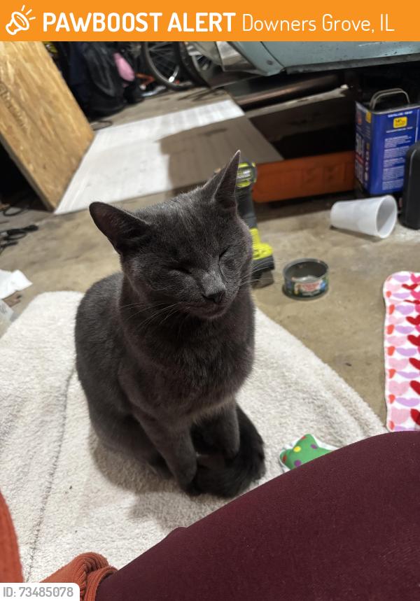 Found/Stray Unknown Cat last seen Fire station off Main, Downers Grove, IL 60516