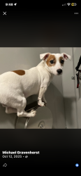 Lost Male Dog last seen Rosecrans and midway, San Diego, CA 92110