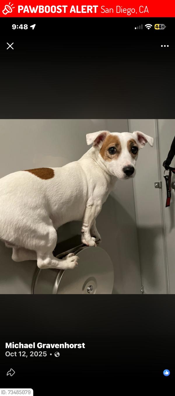 Lost Male Dog last seen Rosecrans and midway, San Diego, CA 92110