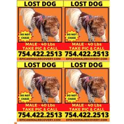 Reunited Male Dog last seen Whittemore/poverty br, Barnardsville, NC 28709