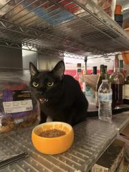 Reunited Female Cat last seen Nottingham Ballroom/Firehouse, Hamilton Township, NJ 08690