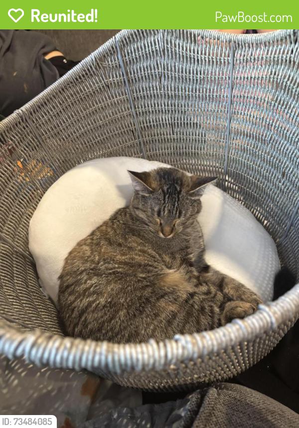 Reunited Female Cat last seen Near sw Pendleton way, Port Orchard, WA 98367