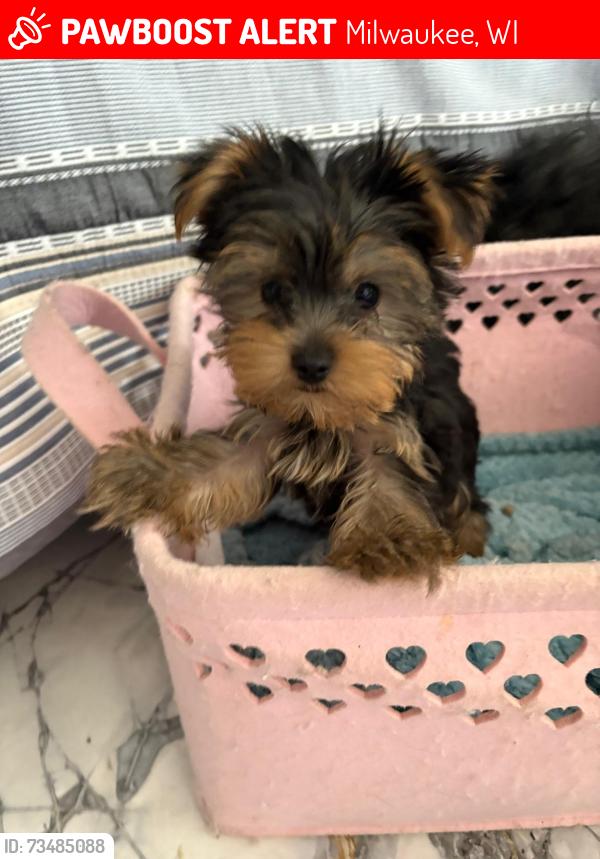 Lost Male Dog last seen Center st, Milwaukee, WI 53210