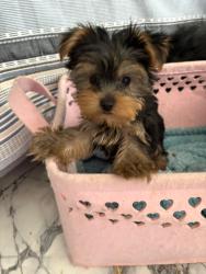 Lost Male Dog last seen Center st, Milwaukee, WI 53210