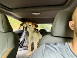 Reunited Female Dog last seen Forest Drive/Heron Bay, Lords Valley, PA 18428