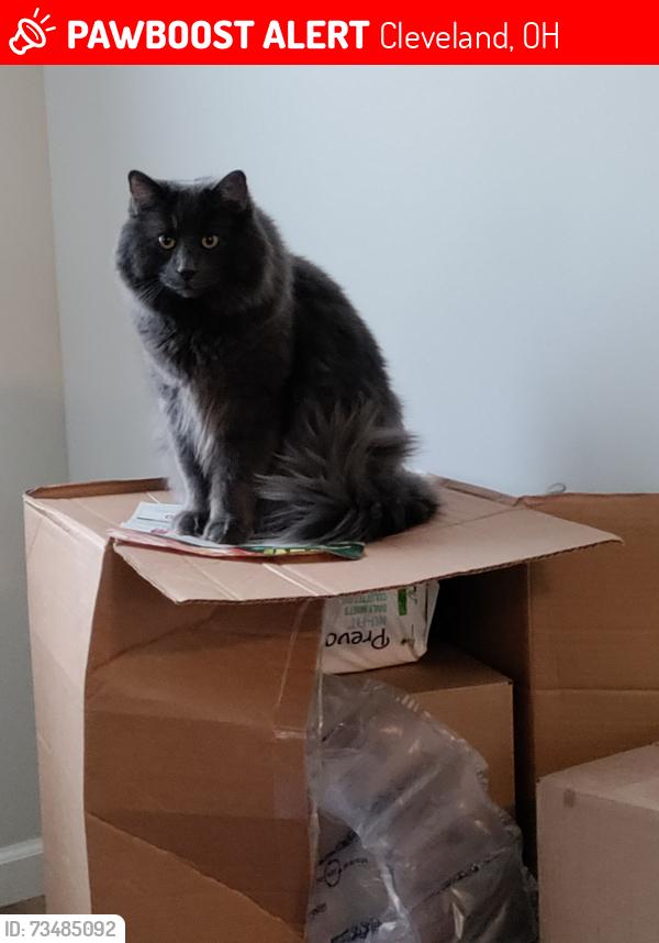 Lost Male Cat last seen Longmead Ave and Lena, Cleveland, OH 44135