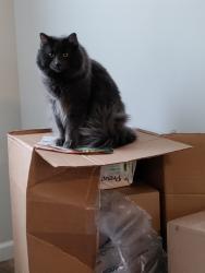 Lost Male Cat last seen Longmead Ave and Lena, Cleveland, OH 44135