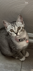 Lost Female Cat last seen Near Hawthorne court Virginia Beach VA 23456, Virginia Beach, VA 23456